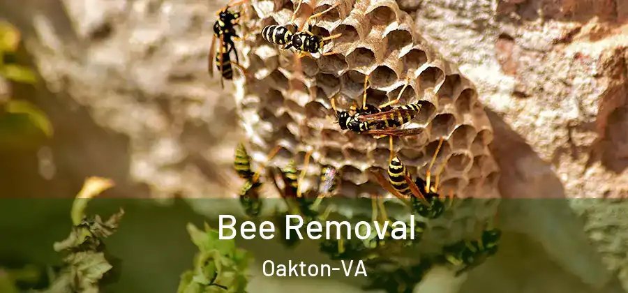  Bee Removal Oakton-VA