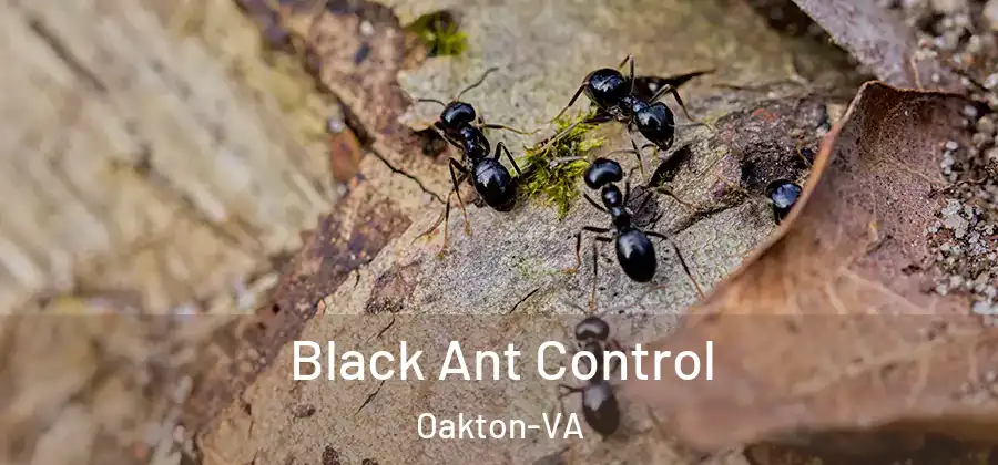  Black Ant Control Oakton-VA