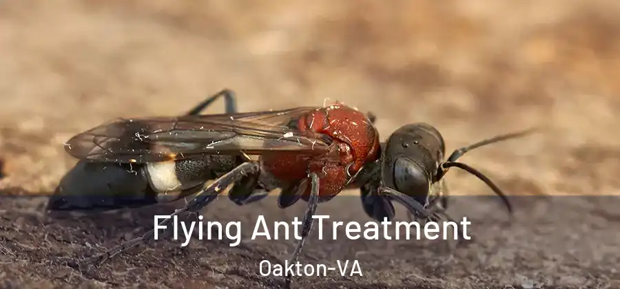  Flying Ant Treatment Oakton-VA