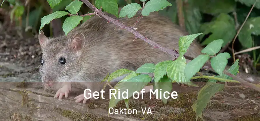  Get Rid of Mice Oakton-VA