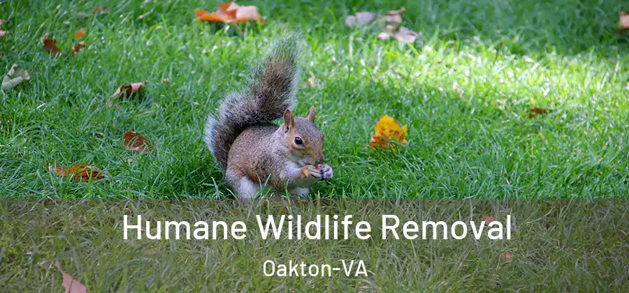  Humane Wildlife Removal Oakton-VA
