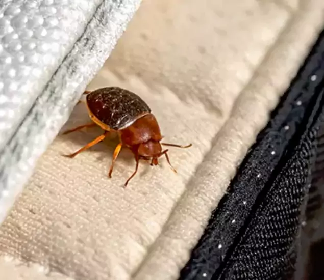 Trusted Bed Bug Prevention Specialists in Oakton, VA