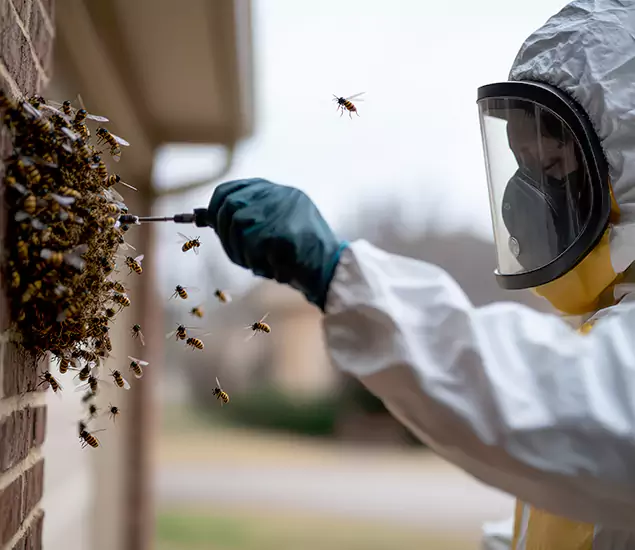 Your Bee Removal Company in Oakton, VA