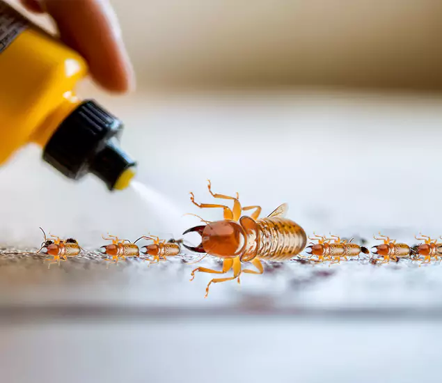Reliable Bora Care Termite Experts in Oakton, VA