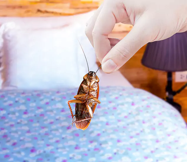Expert Roach Control Services: Your Cockroach Pest Control in Oakton, VA