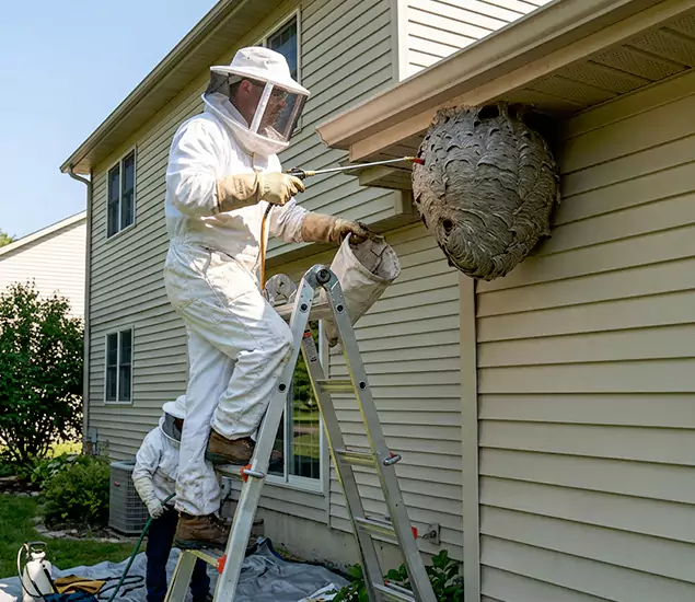 Expert Wasp Nest Removal: Your Local Wasp Nest Removal Company in Oakton, VA
