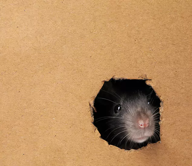 Rats in Attic Removal Experts in Oakton, VA