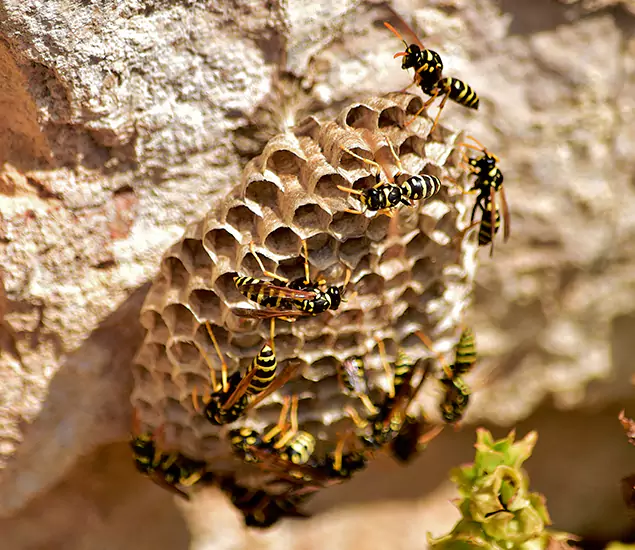 Your Best Wasp Removal Company in Oakton, VA