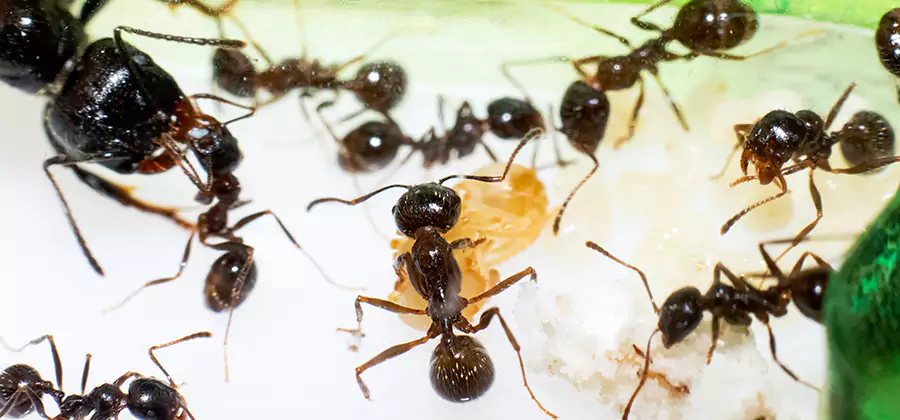 Argentine Ant Barrier Treatment in Oakton