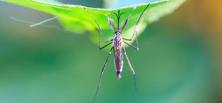 Natural Mosquito Spray for Yard in Oakton