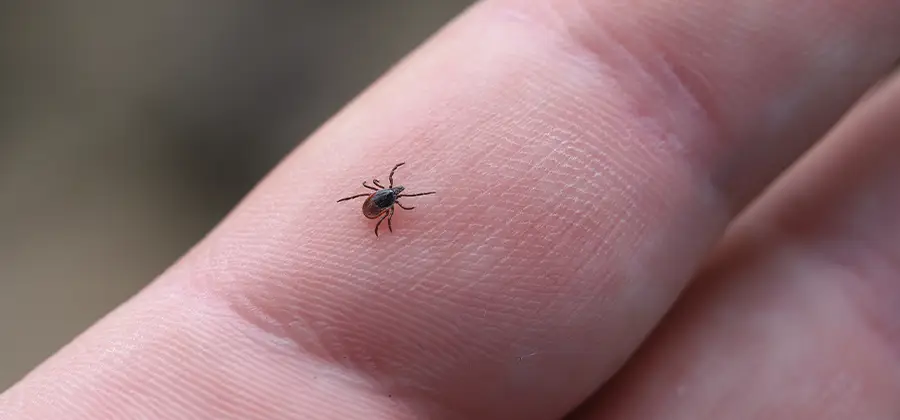 Infection Prevention for Bed Bug Bites in Oakton