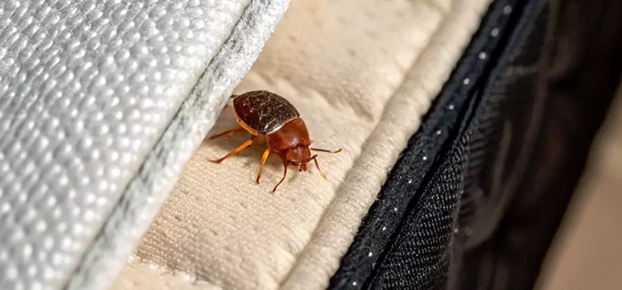 Commercial Bed Bug Control in Oakton