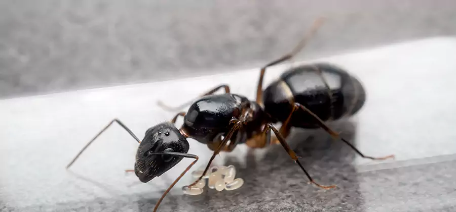 Black Ants in Kitchen Elimination in Oakton