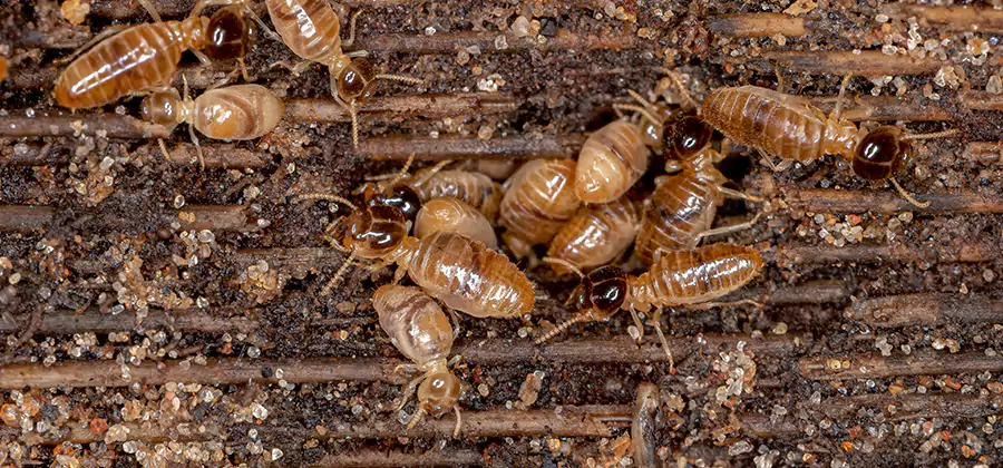 Bora Care Residential Termite Control in Oakton