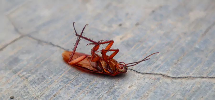 Cockroach Eradication for Commercial Properties in Oakton