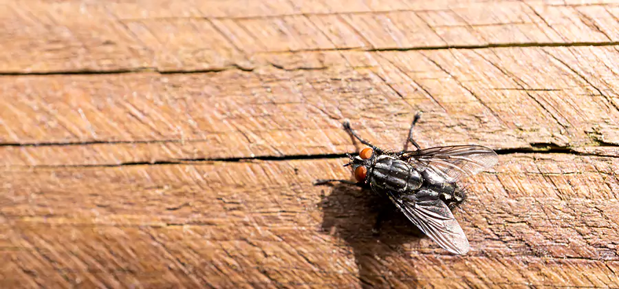 Flying Ant Barrier Treatment in Oakton