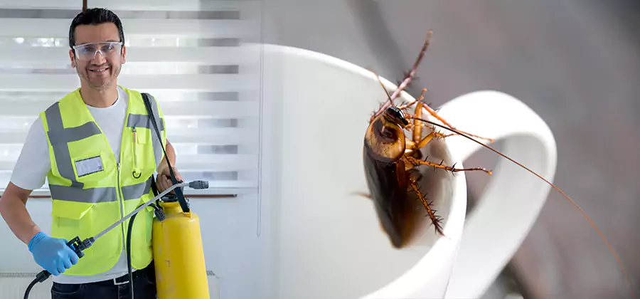 German Roach Infestation Treatment Oakton