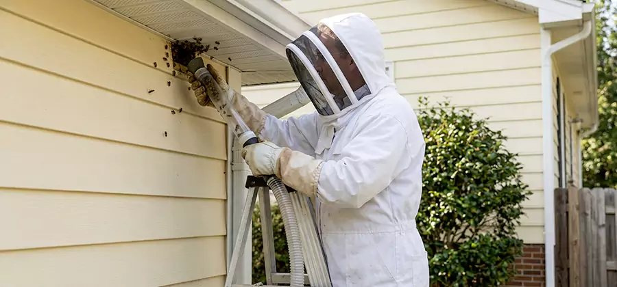 Wasp Nest in Wall Removal in Oakton