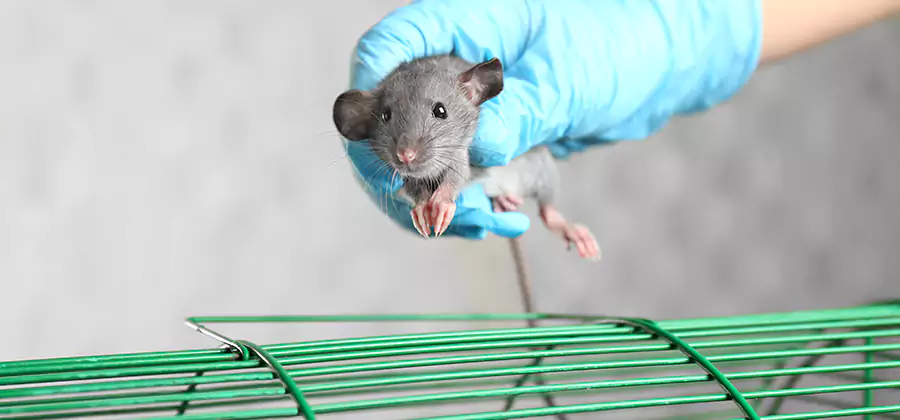 Humane Rat Trapping in Oakton