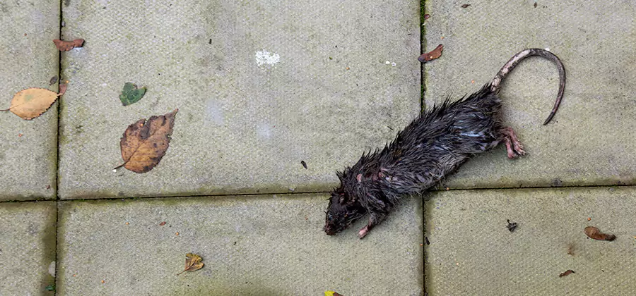 Mice in the Attic Removal in Oakton