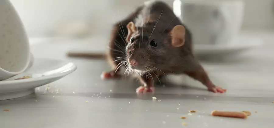 Rodent Feces Removal in Oakton