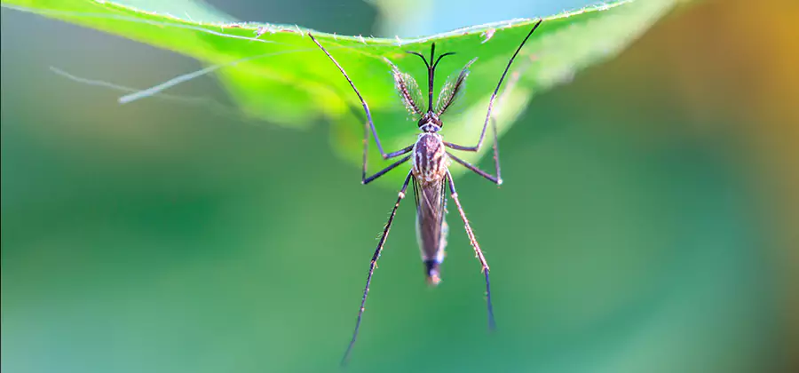 Pest and Mosquito Control for Yard and Patio in Oakton