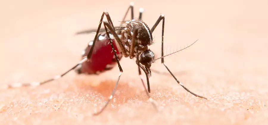Pond Mosquito Control and Water Treatment in Oakton