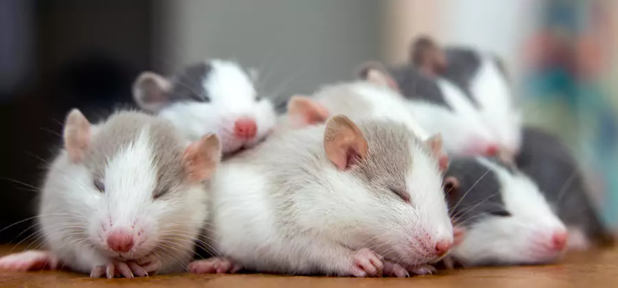 Oakton Pet Safe Mice Control
