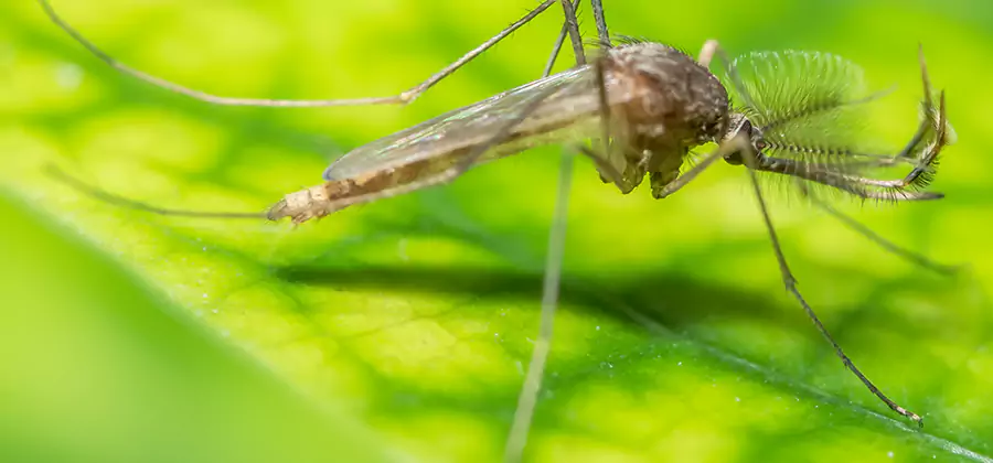 Herbal Mosquito Repellent Treatment in Oakton