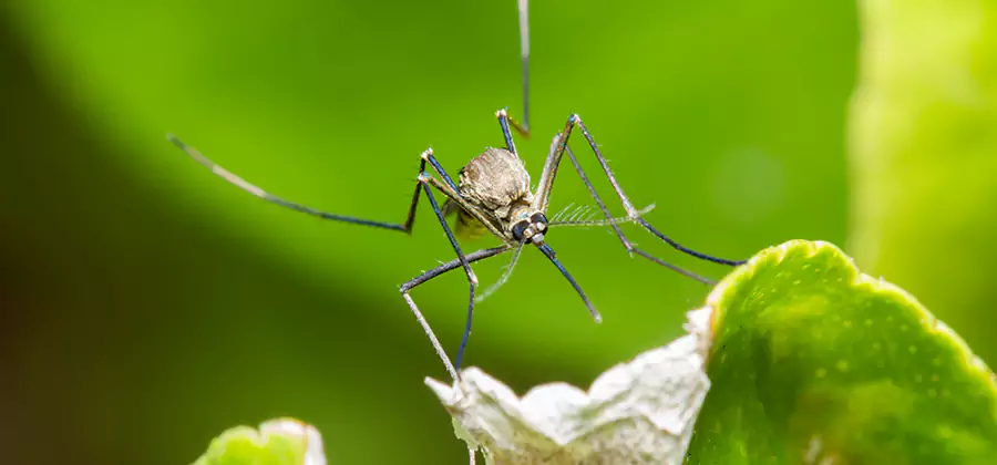 Natural Outdoor Mosquito Repellent in Oakton