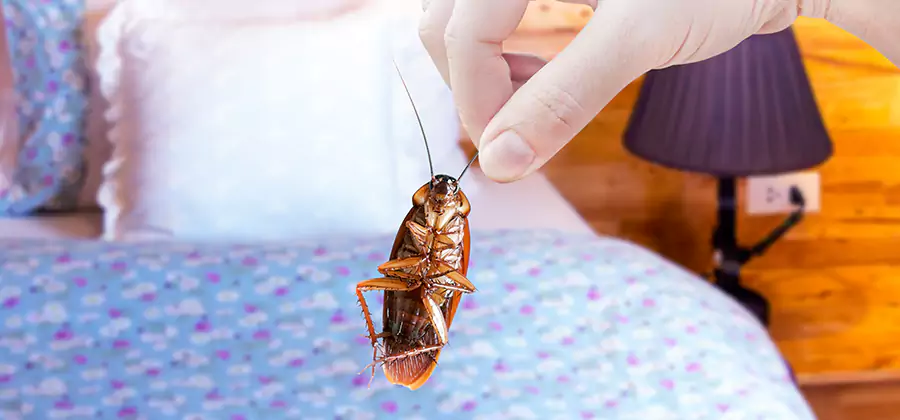 Bed Bug Inspection in Oakton