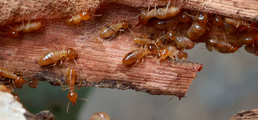 Termite Pest Management in Oakton