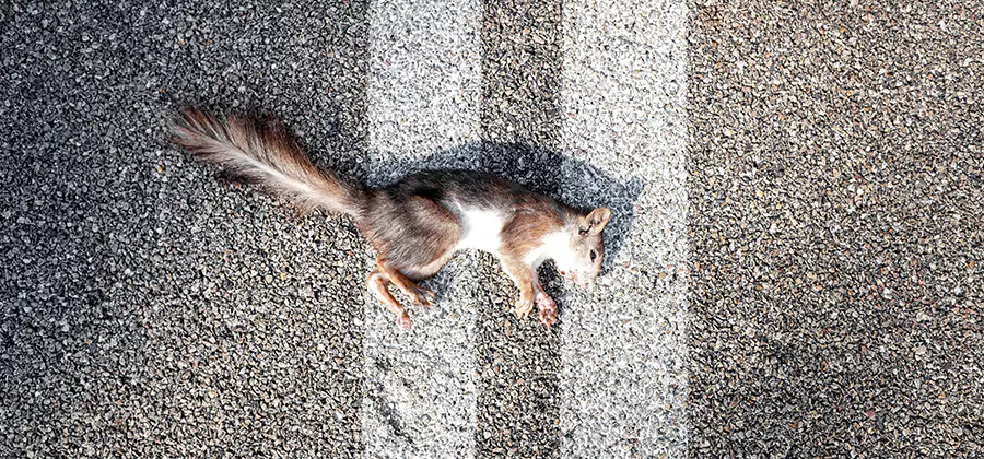 Dead Squirrel Removal in Oakton