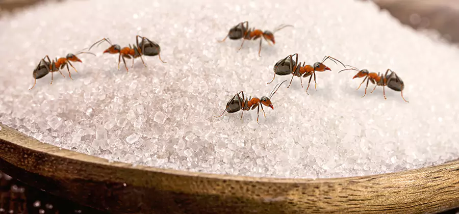 Indoor Sugar Ant Treatment in Oakton