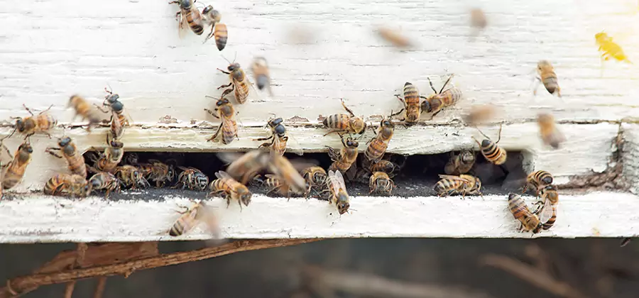 Residential Termite Fumigation in Oakton
