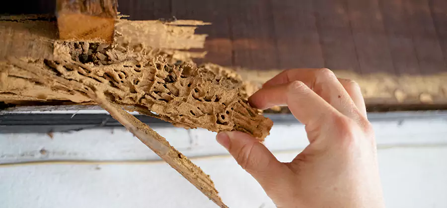 Pre-Purchase Termite Inspection in Oakton