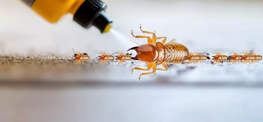 Foundation Termite Spraying Control in Oakton