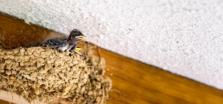 Bird Removal From House in Oakton