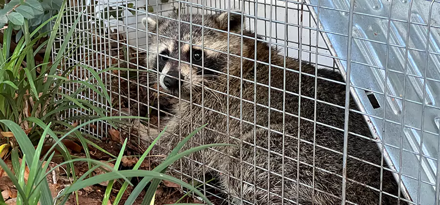 Wildlife Relocation Services in Oakton