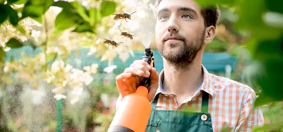 Yellow Jacket Wasp Removal in Oakton