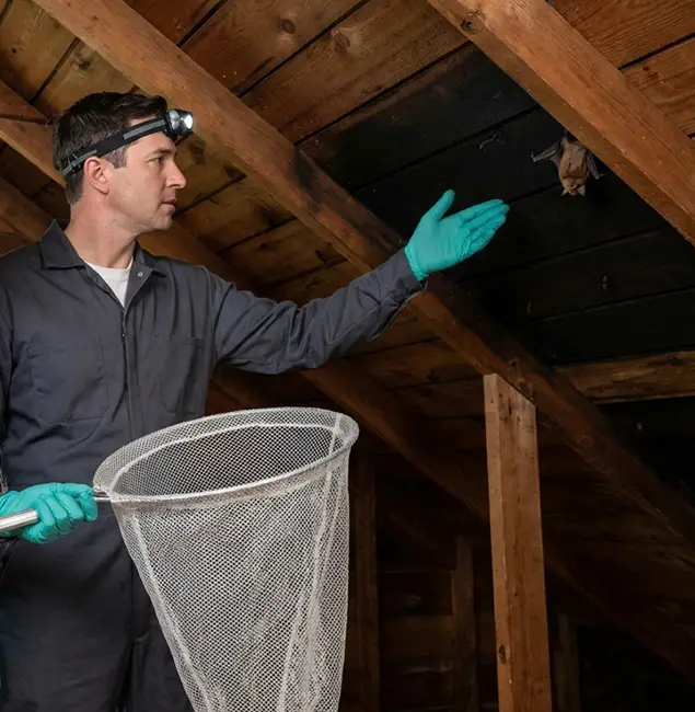 Why Oakton Pest Control Pro Is the Right Choice in Oakton, VA?