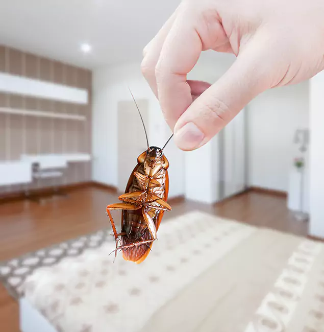 Why Oakton Pest Control Pro Stand Out For Bed Bug Inspection in Oakton, VA?
