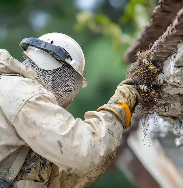 Why Oakton Property Owners Choose Oakton Pest Control Pro for Bee Exterminator?