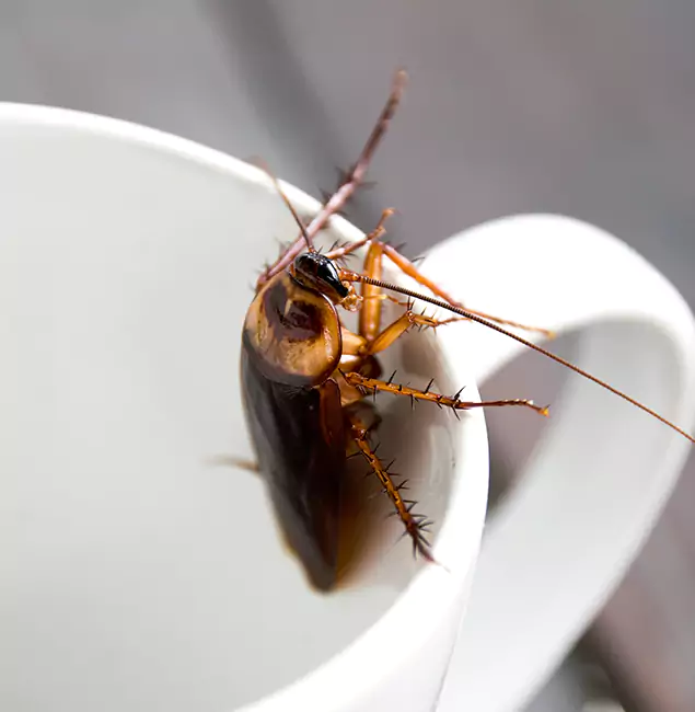 Why Oakton, VA Residents Trust Oakton Pest Control Pro for Cockroach Fumigation?