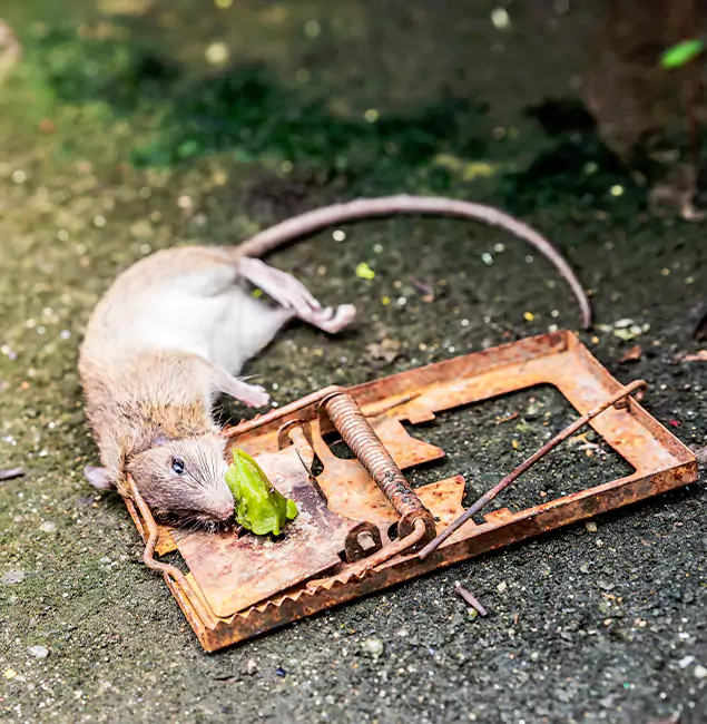 Why Oakton, VA Homeowners Trust Oakton Pest Control Pro for Rodent Removal?