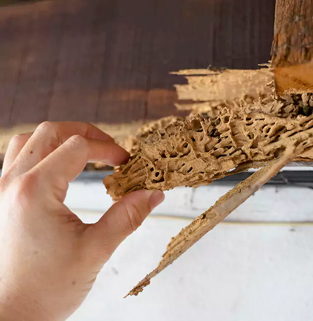 Why Choose Oakton Pest Control Pro in Oakton, VA?