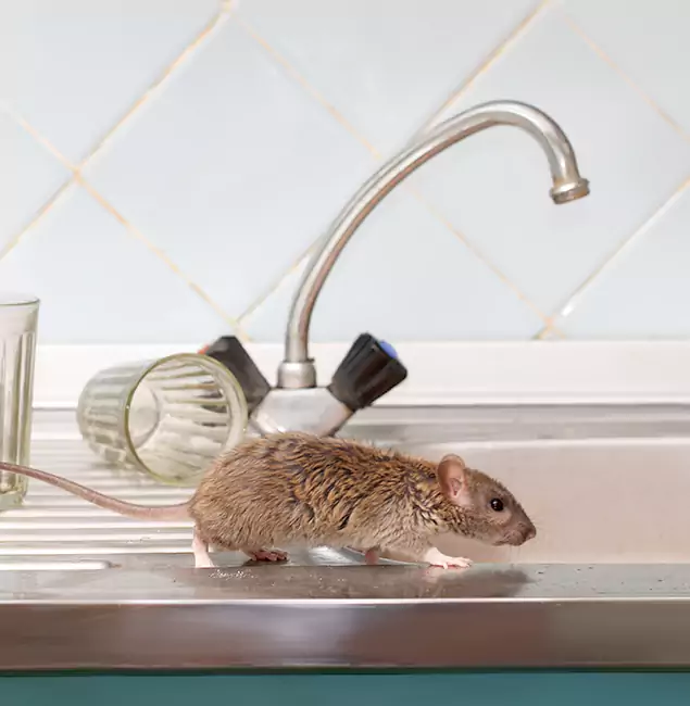 Why Oakton, VA Trusts Oakton Pest Control Pro for Humane Rodent Control?