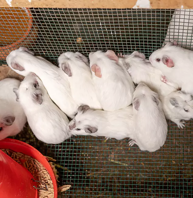 Why Choose Oakton Pest Control Pro for Rat Infestation in Oakton, VA?