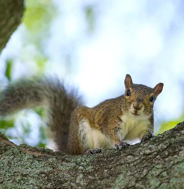 Why Oakton, VA Relies on Oakton Pest Control Pro for Squirrel Pest Control?