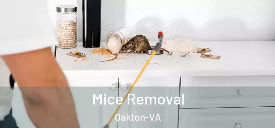 Mice Removal Oakton-VA